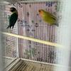 Lovebirds Pair and Tame Babies