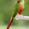 Pineapple and green cheek. Proven pairs. 