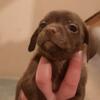 All brown Chiweenie puppy 4/6 aka Brownie