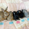 Mini Rex  dwarf x bunnies 