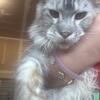 EUROPEAN MAINE COON KiTTENS text 980-6160124