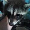 Baby racoons 8weeks