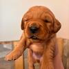 Akc red golden retriever puppy ( blue girl) 