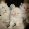 2 female Persian kittens ♡ Ready Fri Nov 7th