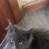 blue maine coon female ready to go 