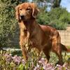 AKC Health-tested Golden Retriever Stud
