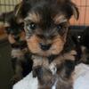Tiny Yorkie Puppies! 