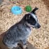 Blue heeler puppies 