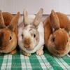 Purebred Mini Rex Bunnies in Southern Maine