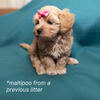 Upcoming Maltipoo Litter – Available May 12