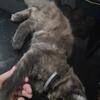 Female Maine Coon available!! Champion bloodlines!!