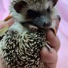 Hedgehog Hoglets Pedigreed & Held Daily  Health Guaranteed we also Deliver
