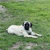 Female Bull Mastiff AKC 