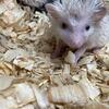 Baby  Hedgehogs for sale