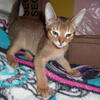 Abyssinian Kitten