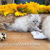Siberian female Tica register 