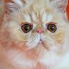 EXOTIC SHORTHAIR MALE