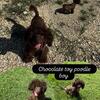 Chocolate Toy poodle boy