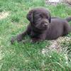 chocolate Lab Babies