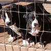 American bully pups