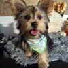 Handsome CKC Yorkie