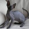 Canadian sphinx amazing kittens