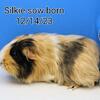 Long hair guinea pigs