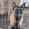 Belgian Malinois Puppies For Sale