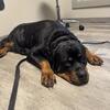AKC GERMAN ROTTWEILER FEMALE FREE