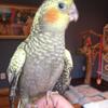 Cockatiel baby birds