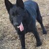 Black Short Coat 1yo Male German Shepherd 
