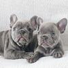 Frenchie puppies 