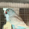 Indian ringneck 