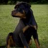 Import European Female Rottweiler Sisters (Grand Champion Sired)