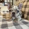 Frenchie Puppies-2 males and 1 female