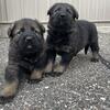 German Shepherd puppies 