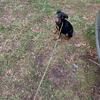  Rottweiler puppy 