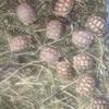Sulcata Tortoise Hatchlings 