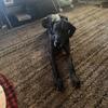 Female Great Dane for sale