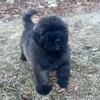 Bouvier puppies, imported bloodlines