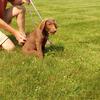 Male Chesapeake Bay Retriever puppies