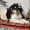 small Standard Bernedoodle female for service needs or support dog