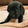 AKC REGISTERED LAB PUPPIES 