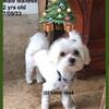 Maltese Male - Gorgeous 1 yr old $1000 exp 12/23/25  $1500 thereafter