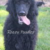AKC Black Standard Poodle. Meet Paris 