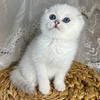 Scottish Fold Kittens