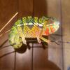 Panther Chameleon Rainbow Lizard One of the prettiest reptiles on earth