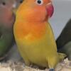 Amazing Lovebirds For Sale