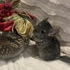 Baby Chinchilla Female Standard Grey Born 12/18/23