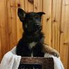 AKC German Shepard 